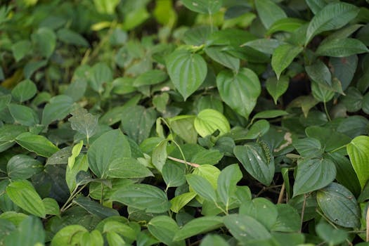 How We Source Spices Directly from Sri Lanka